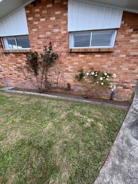 Garden after